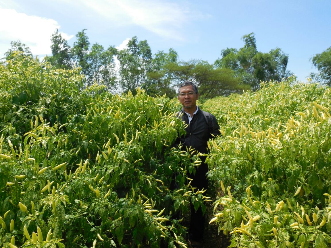 Tanam Lombok Di Sawah Pwmuco