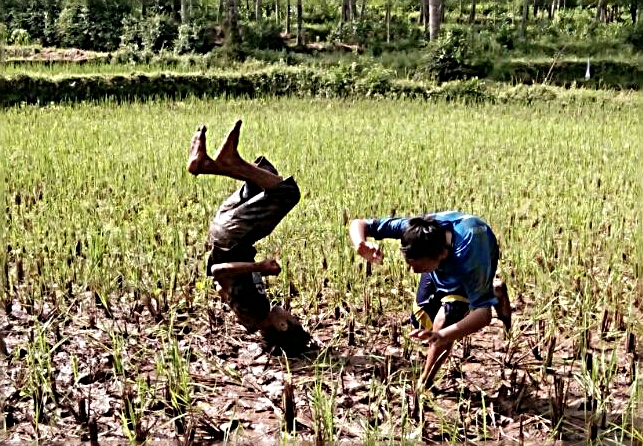 Asyiknya Anak  Anak  Itu Bermain Salto di  Tengah Sawah  