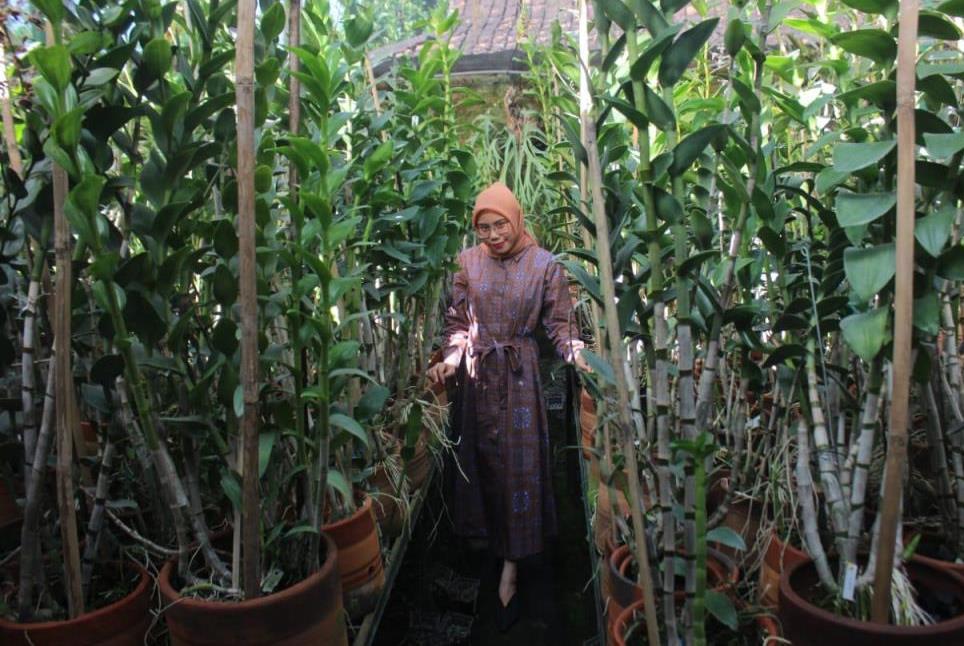 Omset jutaan dari anggrek Dendrobium dihasilkan alumnus Jurusan Biologi Universitas Muhammadiyah Malang (UMM) asal Tulungagung.