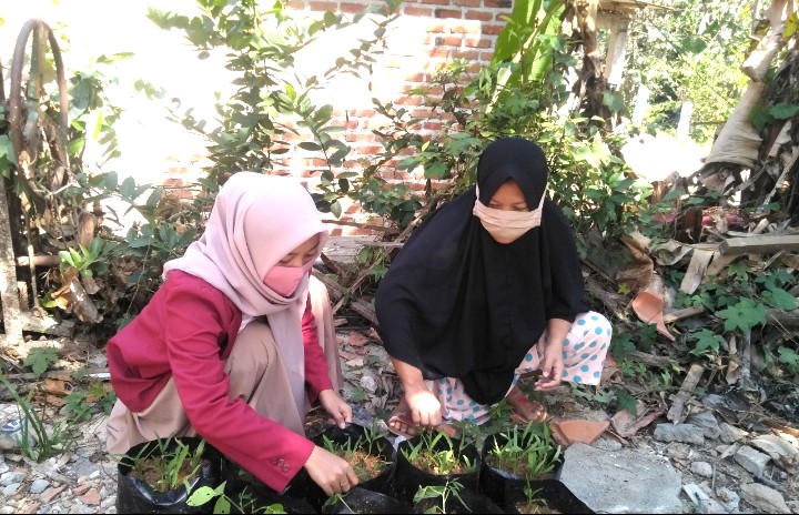 Budidaya sayur untuk pelihara kesehatan. Mahasiswa UMM melakukannya di Desa Torjunan, Kecamatan Robatal, Kabupaten Sampang.
