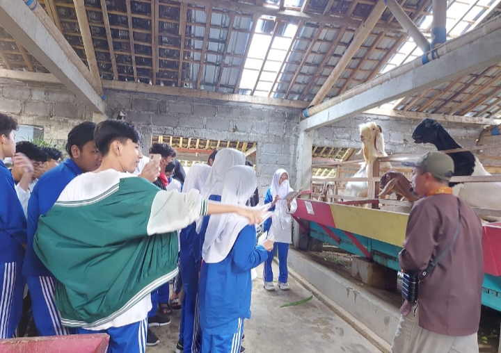 Para peneliti muda SMA Muhi Yogyakarta saat melihat budidaya kambing dan susu (Yusron Ardi Darmawan/PWMU.CO)