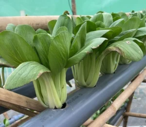 Gambar Contoh Tanaman Hidroponik Tim KKN UM Surabaya Kelompok 5 Desa Mojoduwur Jombang (Istimewa/PWMU.CO)