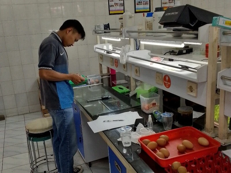 Lebih Awet Tanpa Mengubah Rasa, Tim UMM Sulap Daun Mangga Jadi Pelapis Telur