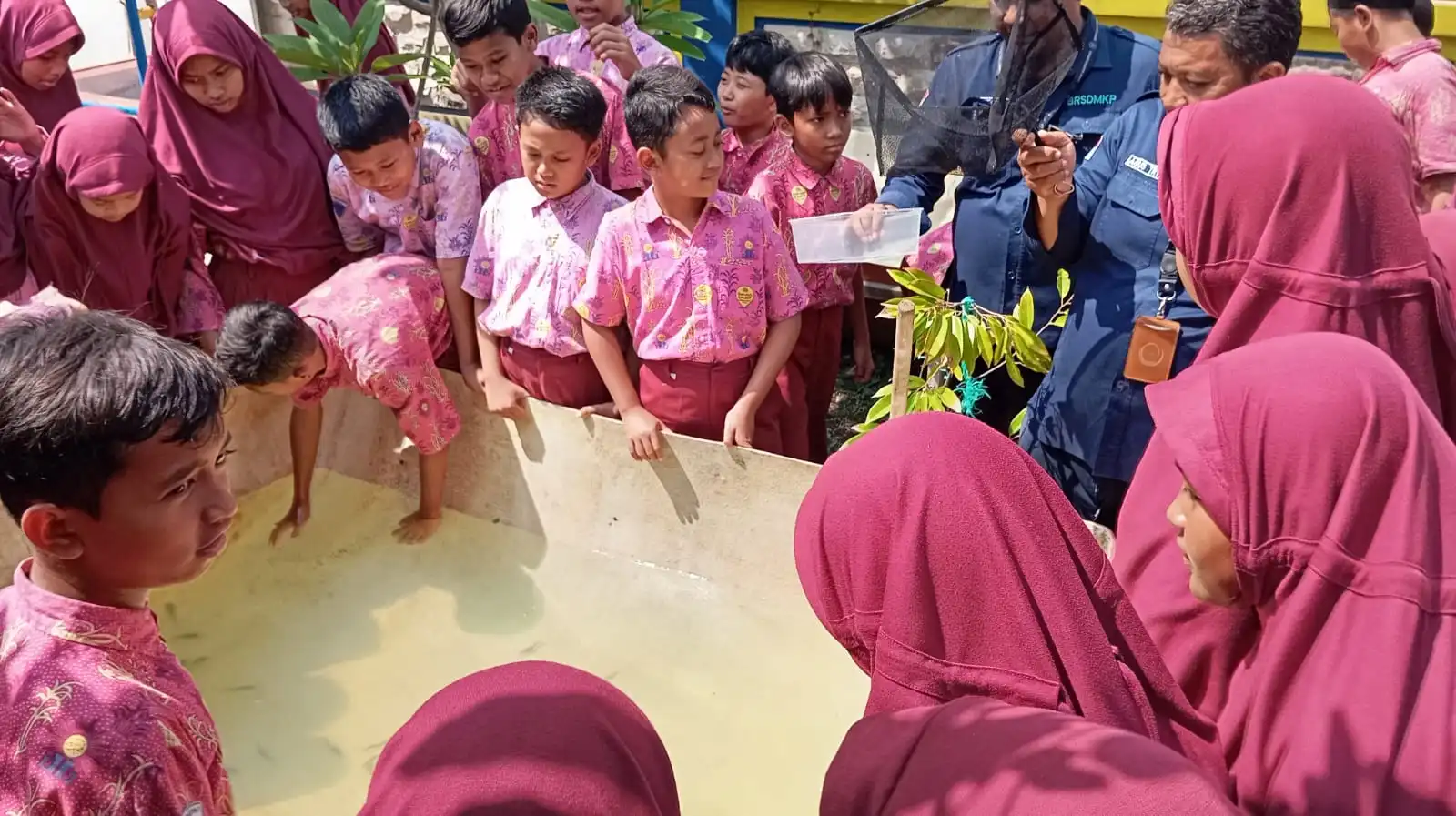 Menengok Budikdamber Lele dan Kangkung ala Siswa SD Muda Tusida