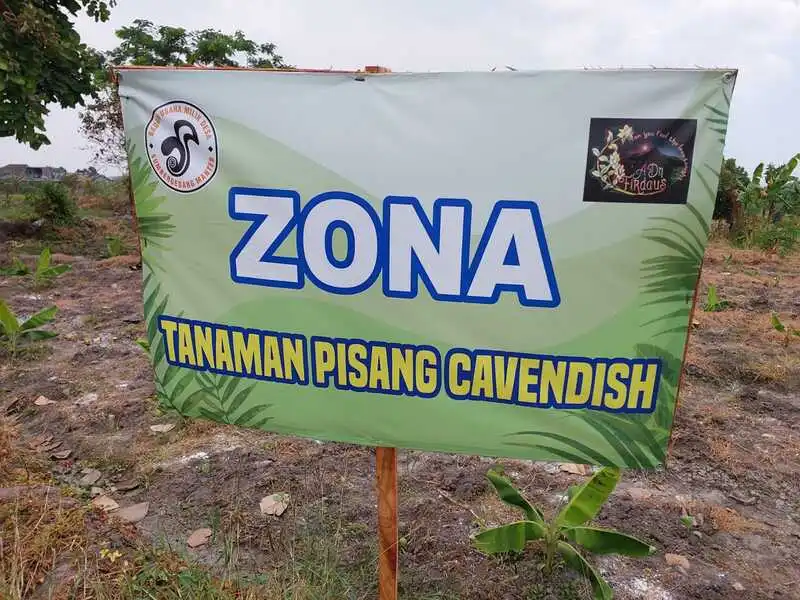 Pengabdian Dosen UMM, Kembangkan Teknologi Budidaya Pisang dan Melon di Pandaan