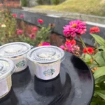 Es Krim Daun Kelor untuk Cegah Stunting Kreasi Santriwati PPI AMF