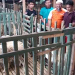 Lazismu Jatim Salurkan Bantuan 39 Domba untuk Mahasiswa