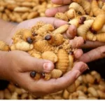 Serangga dan Ulat Sagu Jadi Opsi Menu MBG, Ini Tanggapan Pakar UM Surabaya