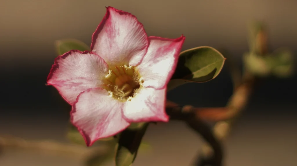 Berapa Lama Nifas bagi Wanita yang Lahirkan Anak Lewat Bedah Caesar?