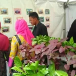 Yuk, Belajar Hidroponik di Bazar Tanwir Aisyiyah