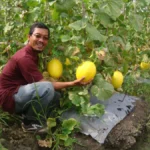 Aktivis Muhammadiyah yang Lahirkan Petani-Petani Melon Golden Apollo