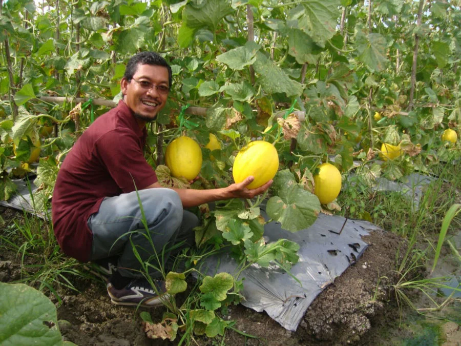 Aktivis Muhammadiyah yang Lahirkan Petani-Petani Melon Golden Apollo