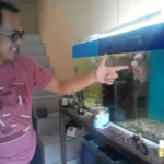 Piara Ikan Lohan Masih Mendatangkan Rezeki meskipun Tidak Tren Lagi