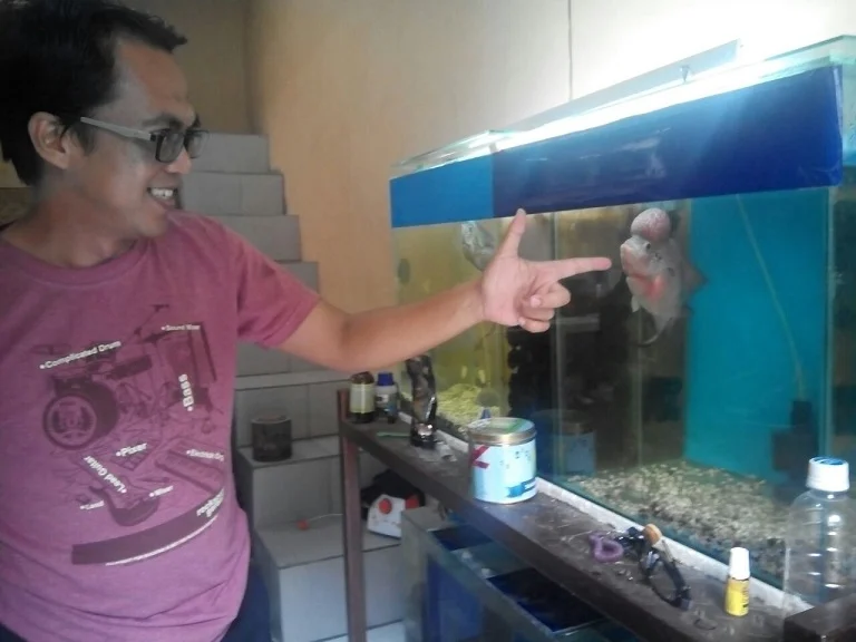 Piara Ikan Lohan Masih Mendatangkan Rezeki meskipun Tidak Tren Lagi