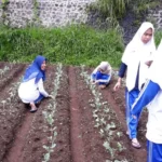 Asyiknya Murid SMAMDA Belajar Tanam Padi di Sawah