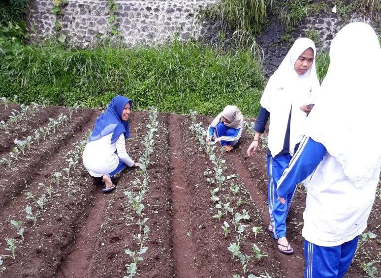 Asyiknya Murid SMAMDA Belajar Tanam Padi di Sawah