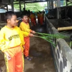 Mengenalkan Sapi kepada Anak Kids Zaman Now ke Peternakan Bukan Hanya Lewat Youtube