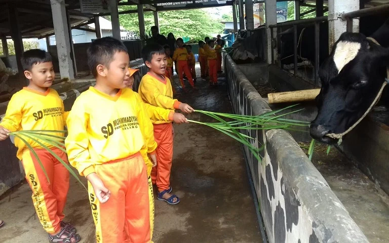 Mengenalkan Sapi kepada Anak Kids Zaman Now ke Peternakan Bukan Hanya Lewat Youtube