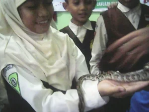 Ihhh, Geli…Akhirnya Murid HW Semua Berani Pegang Ular