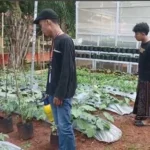 Optimalkan Hasil Panen, Mahasiswa KKN UMG Inisiasi Penyemprotan Pestisida Kipahit