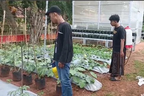 Optimalkan Hasil Panen, Mahasiswa KKN UMG Inisiasi Penyemprotan Pestisida Kipahit