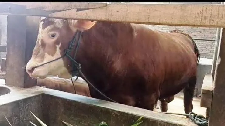 Bawakan Sapi dari Kaki Gunung Argopuro, Alumni Smamita Turut Tunaikan Ibadah Kurban