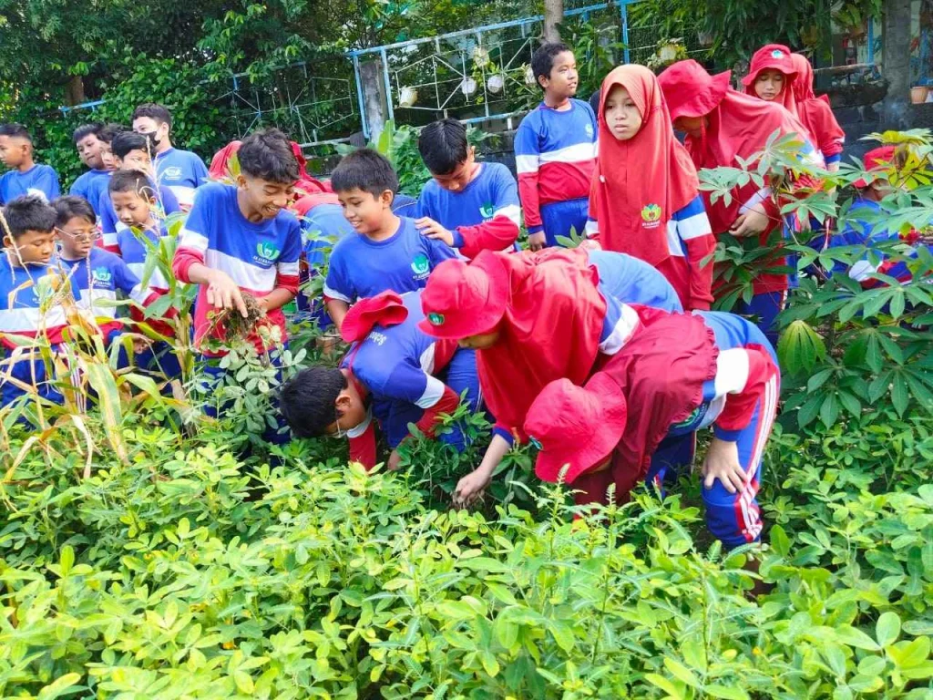 Panen Kacang Tanah: Keseruan Murid SD Almadany di Ladang Sekolah