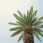 Sabda Nabi: Kalian Lebih Mengetahui Urusan Dunia 