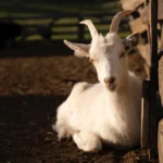 Kurban Satu Kambing untuk Sekeluarga, Apakah Sah?