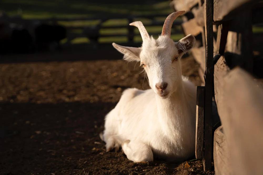 Kurban Satu Kambing untuk Sekeluarga, Apakah Sah?
