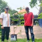 Lazismu Sidoarjo Salurkan Bantuan Pohon Tin untuk Dukung Program Rindangkan MasjidMu