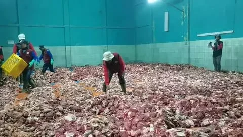 Kembali Viral, Gunung Daging Kurban di Desa Batur