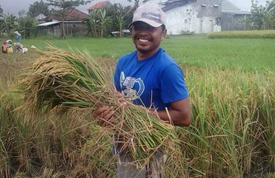Ketika Pemuda Bertani sacara Jamaah, 2 Ton Padi pun Dipanen