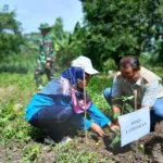 Upaya Mitigasi Bencana, Prodi Keperawatan Umla Tanam 200 Pohon di Hutan Dusun Cancing