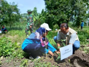 Upaya Mitigasi Bencana, Prodi Keperawatan Umla Tanam 200 Pohon di Hutan Dusun Cancing