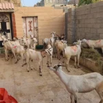 PCIM Yaman Perkenalkan Budaya Kurban ala Indonesia