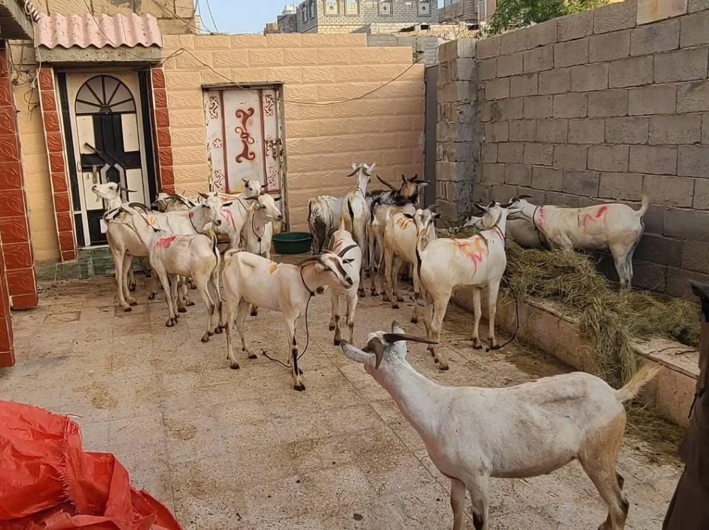 PCIM Yaman Perkenalkan Budaya Kurban ala Indonesia