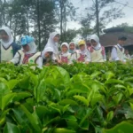 Siswa SD Almadany Belajar tentang Teh di Agrowisata Wonosari
