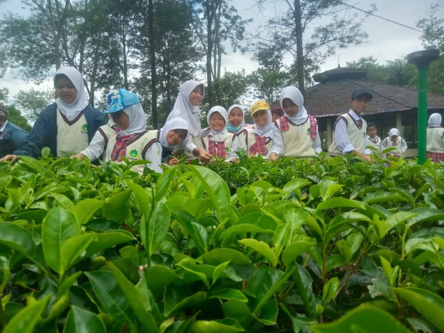 Siswa SD Almadany Belajar tentang Teh di Agrowisata Wonosari