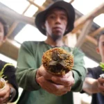 Ratusan Anggrek Semeru di Virtual Tour UMSurabaya, Ada Tiga yang Langka