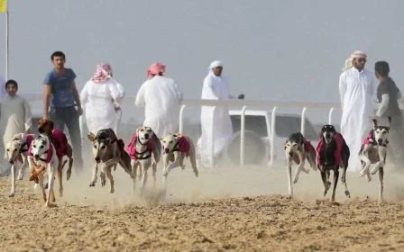 Hukum Memelihara Anjing