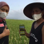 E-Rice Detector, Pendeteksi Penyakit Padi Karya Mahasiswa UMM
