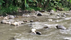 Aksi Pembuangan Bangkai Hewan PMK ke Sungai, Ini Penjelasan Dosen UM Surabaya