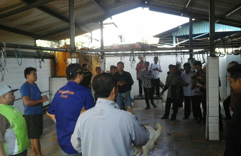 Inilah Tata Cara Penyembelihan Hewan Kurban yang Syar’i dan Sehat