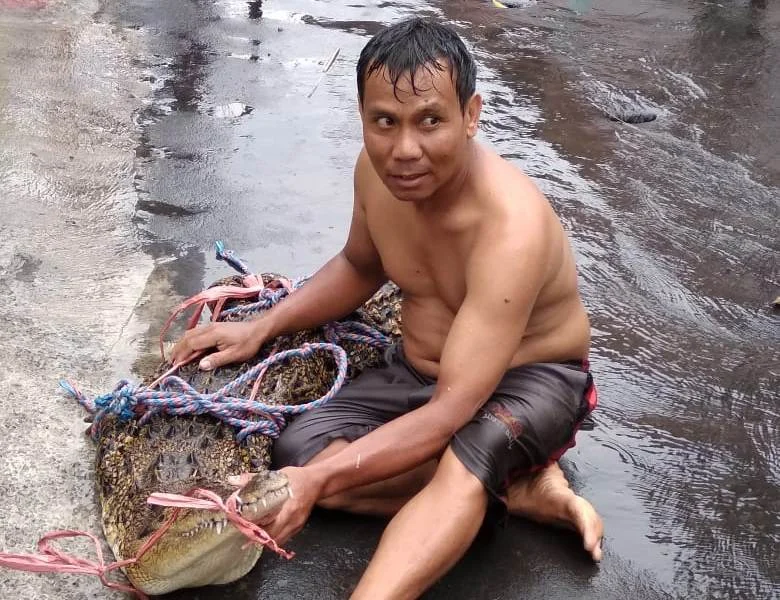 Hujan Deras, Warga Kauman Pare Tangkap Buaya yang Muncul di Sungai