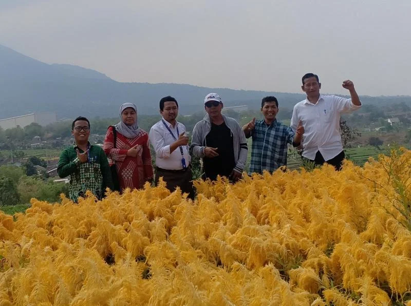 Desa KKN Umsida Itu Kini Berkembang Jadi Wisata Bunga dan Rafting