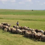 Kisah Tiga Orang Lepra, Botak, dan Buta