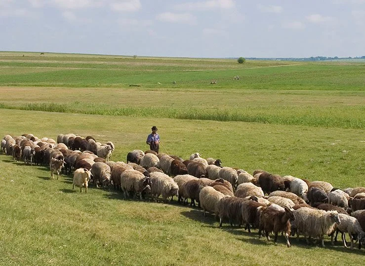 Kisah Tiga Orang Lepra, Botak, dan Buta