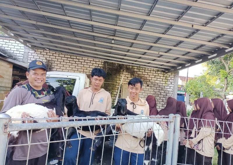 Belajar Beternak Kambing Dapat Hadiah