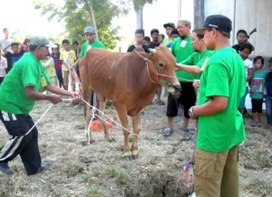Bagaimana Status Kurban yang Hewannya Dibelikan Suami?